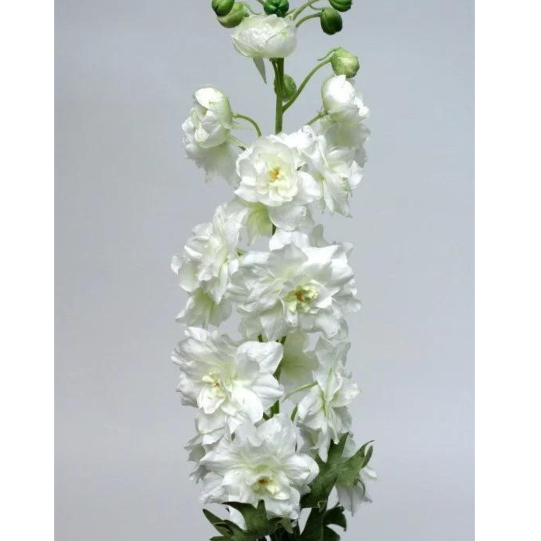 Delfinium White