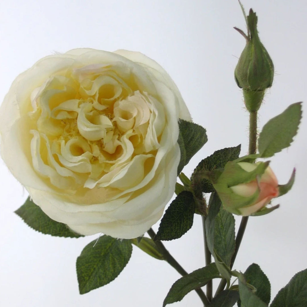 English Rose Cream - Sutherland Interiors