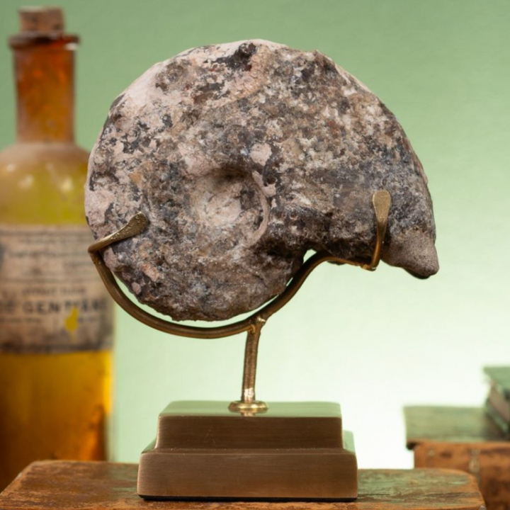 Goniatite on Brass Base