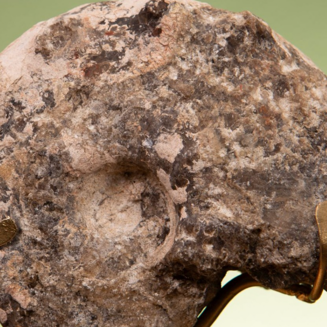 Goniatite on Brass Base