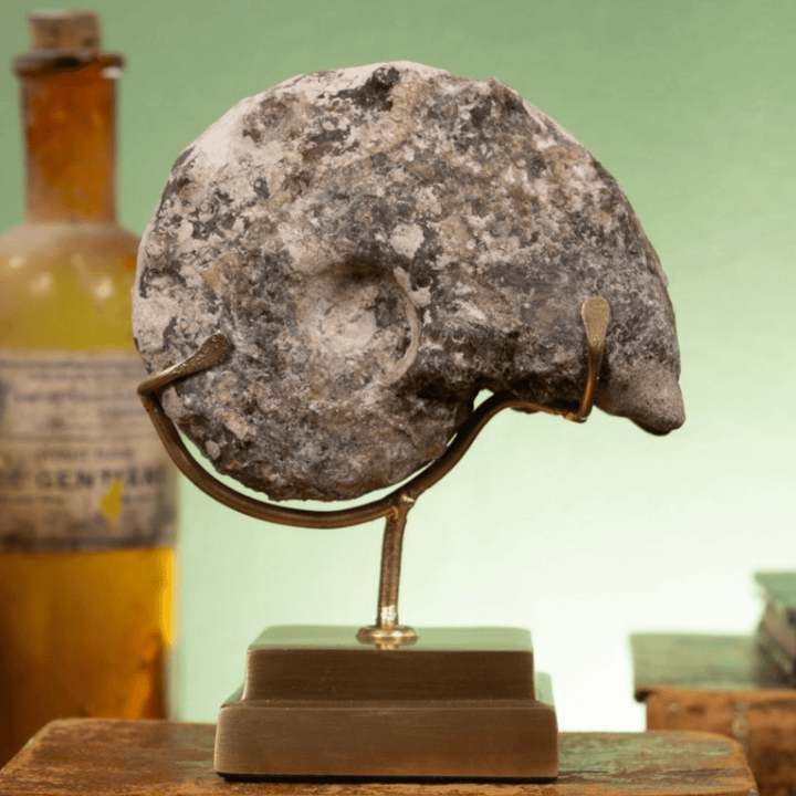 Goniatite on Brass Base - Sutherland Interiors