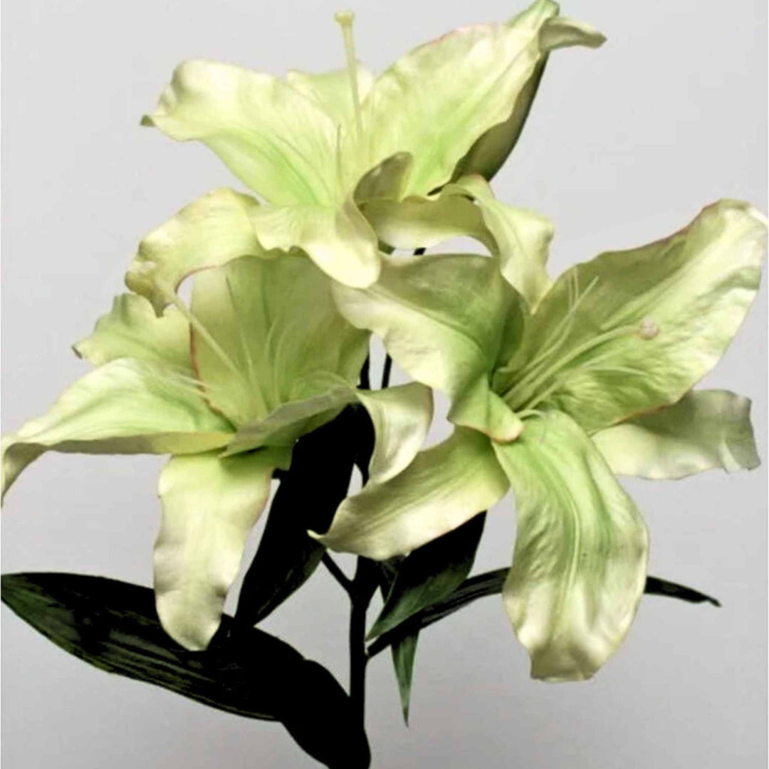 Green Casablanca Lily x 3 - Sutherland Interiors