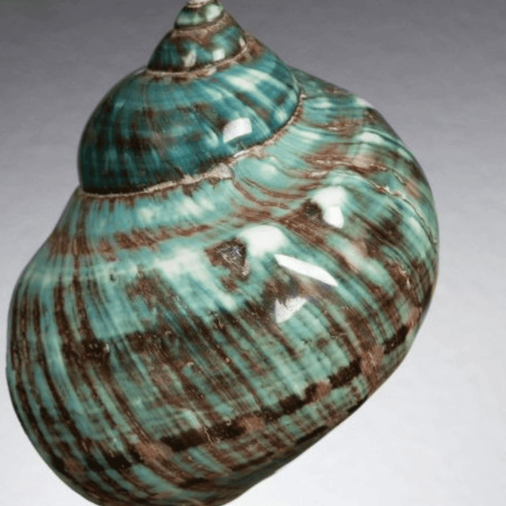 Green IMPERIALIS on Brass Stand - Sutherland Interiors