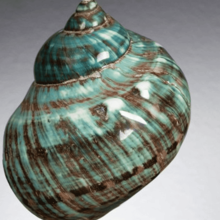 Green IMPERIALIS on Brass Stand - Sutherland Interiors