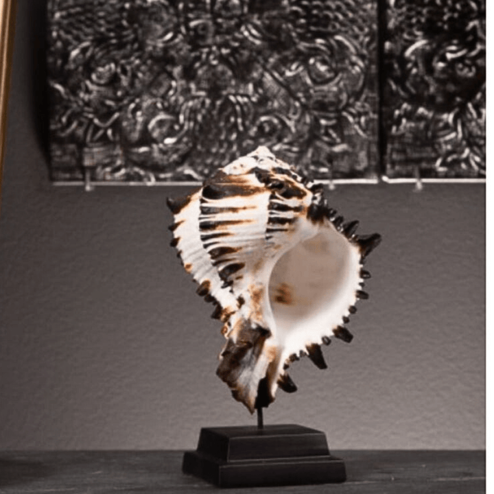 Hexaplex nigritus on black base - Sutherland Interiors