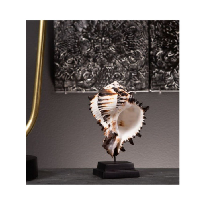 Hexaplex nigritus on black base - Sutherland Interiors