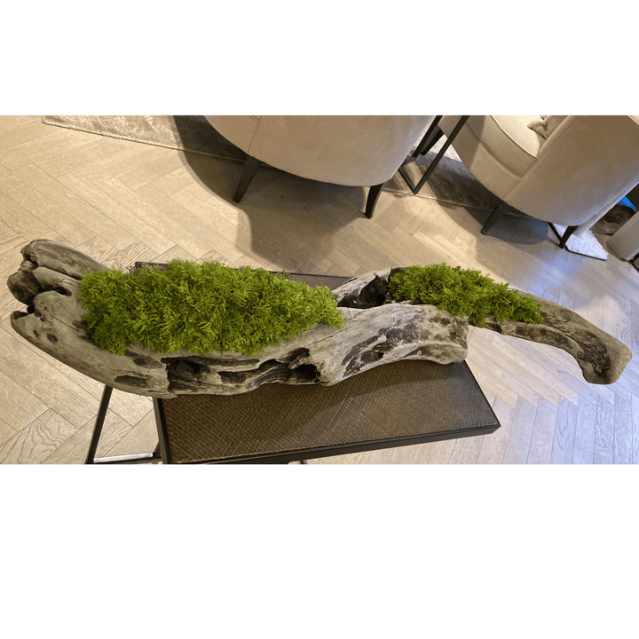 Long driftwood piece filled with curly moss - Sutherland Interiors