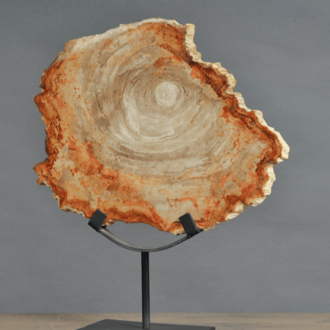 Petrified Slice of Wood - Sutherland Interiors