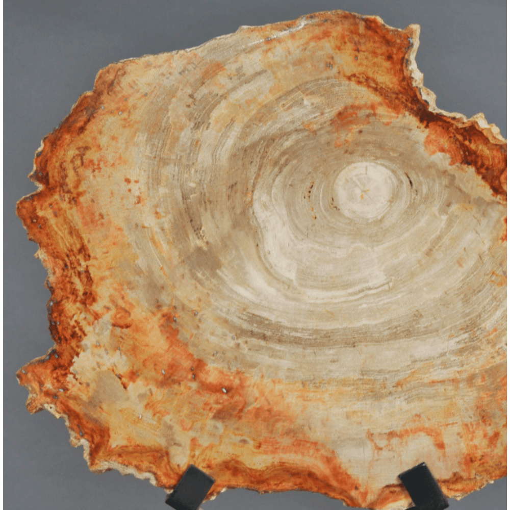 Petrified Slice of Wood - Sutherland Interiors