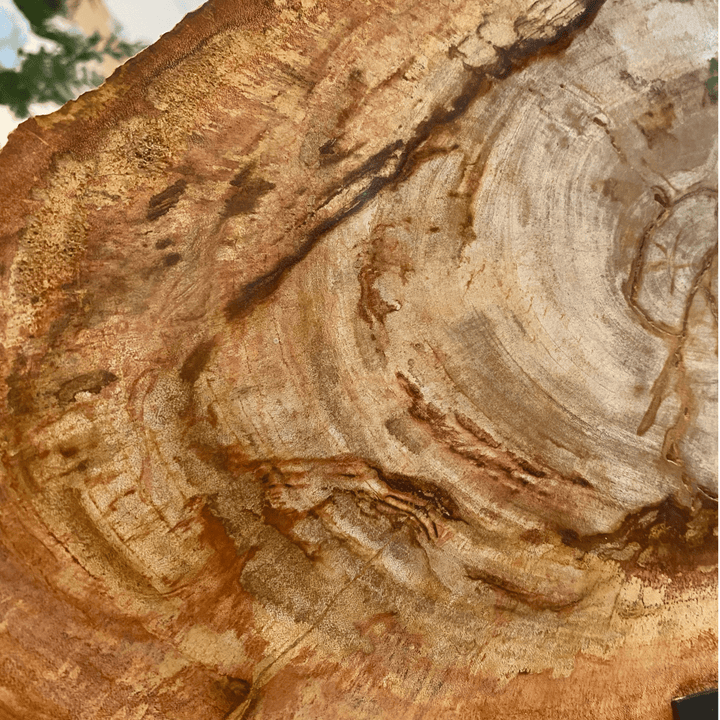 Petrified Slice of Wood - Sutherland Interiors