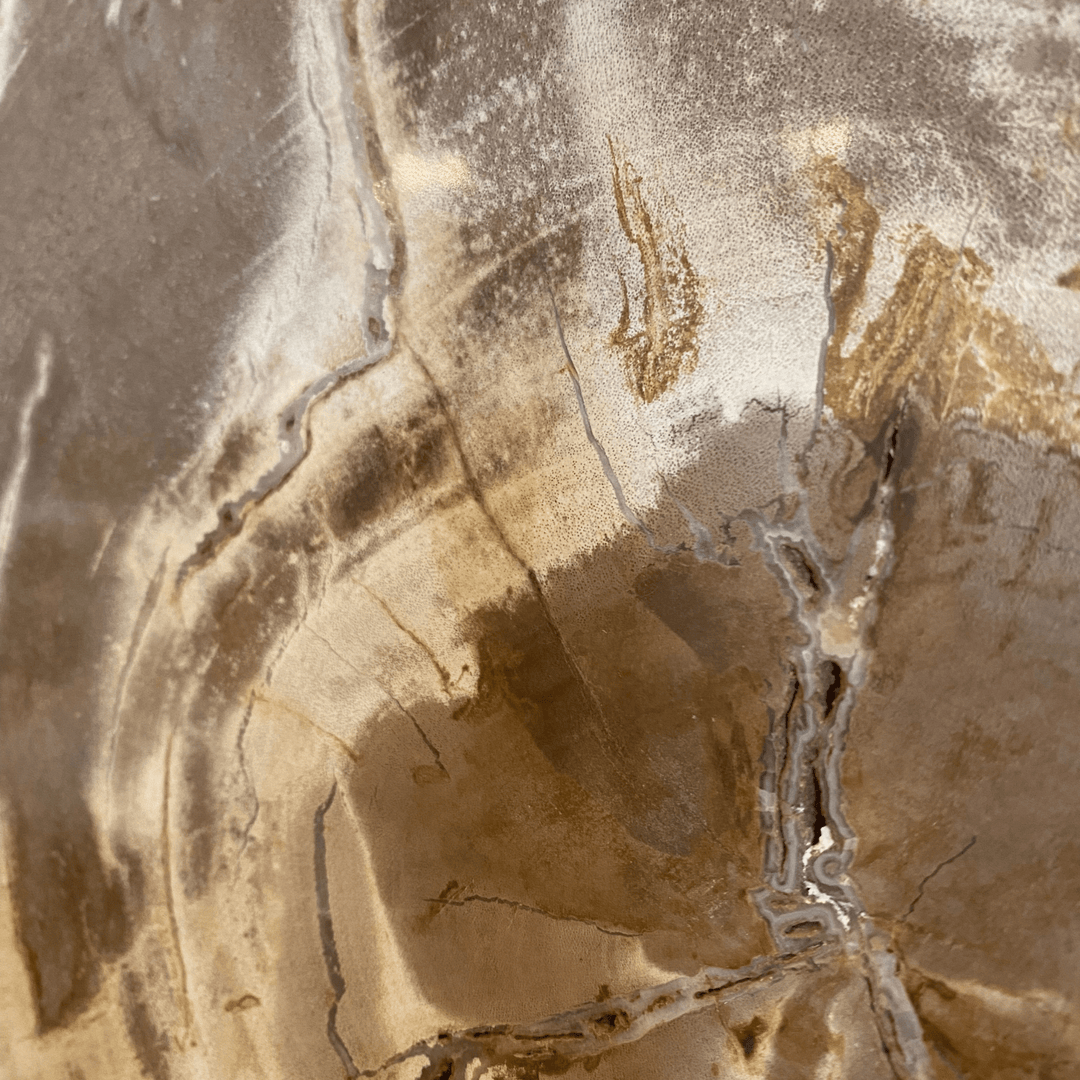 Petrified Slice of Wood - Sutherland Interiors