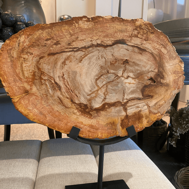 Petrified Slice of Wood - Sutherland Interiors
