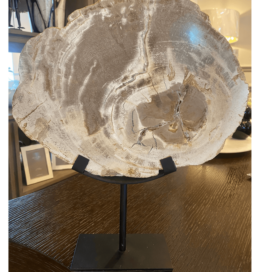 Petrified Slice of Wood - Sutherland Interiors