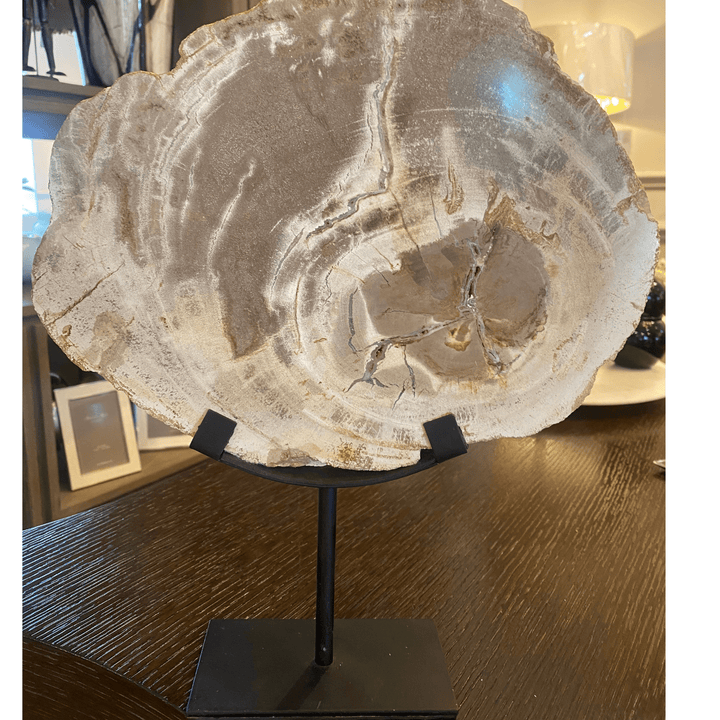 Petrified Slice of Wood - Sutherland Interiors