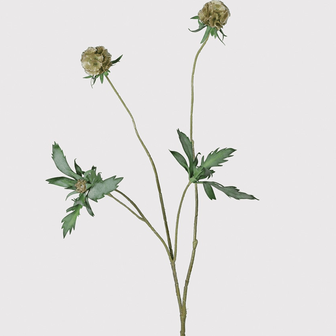 Scabiosa Stellata Spray - Sutherland Interiors