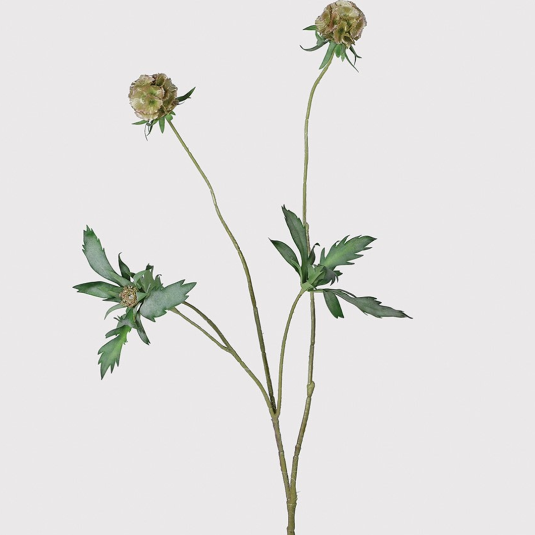 Scabiosa Stellata Spray