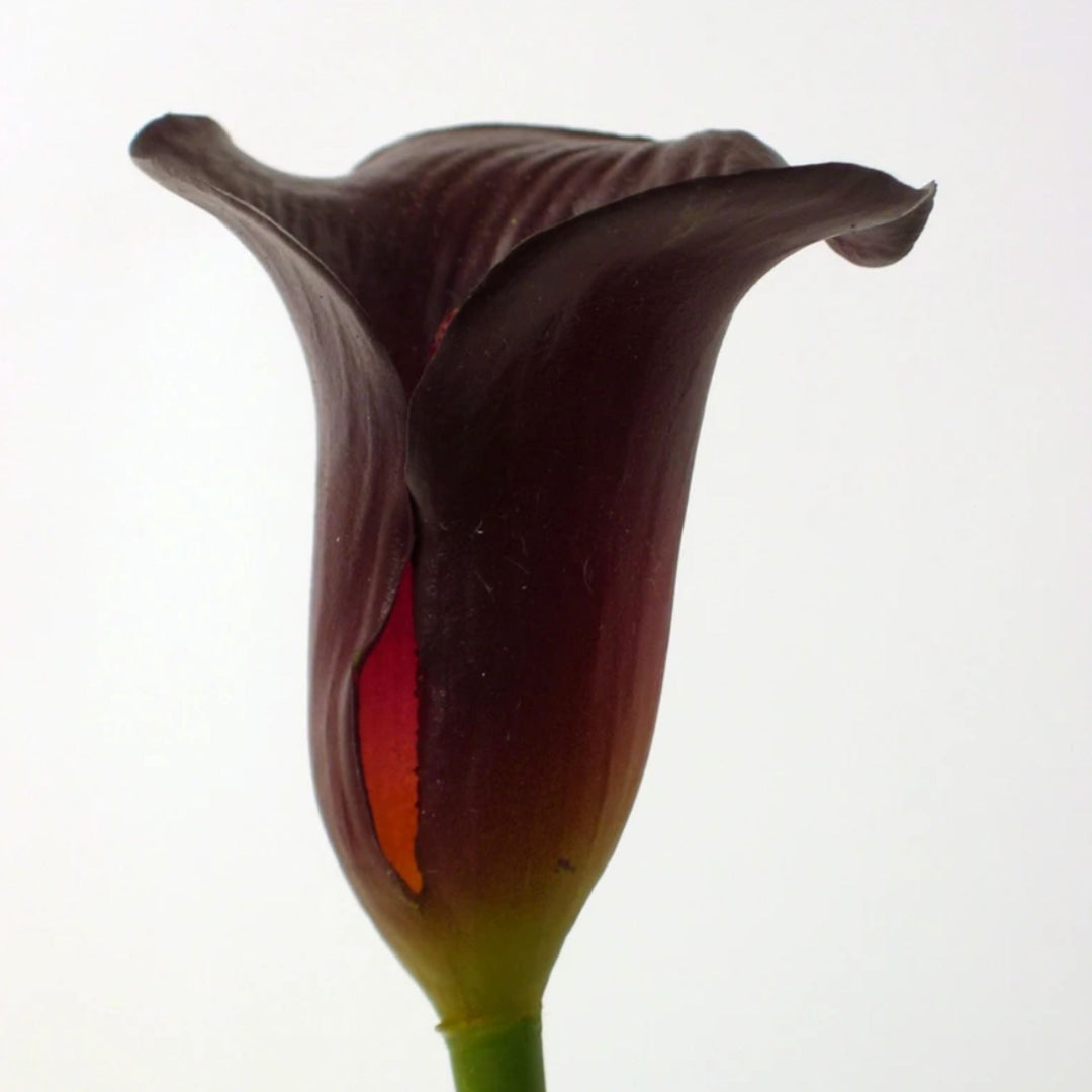 Small Calla Lily Burgundy - Sutherland Interiors