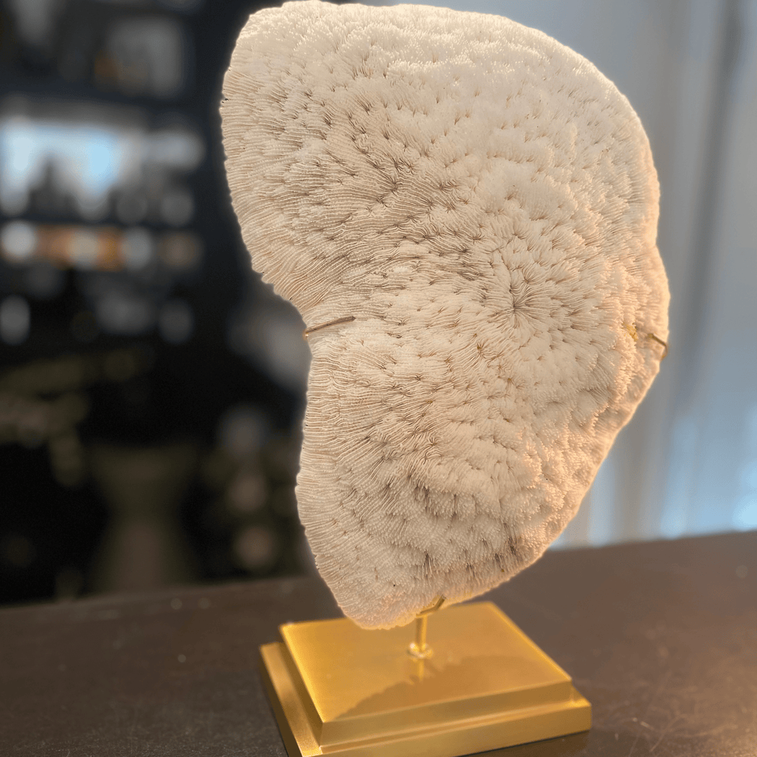 White Coral Halomitra Pileus - Sutherland Interiors