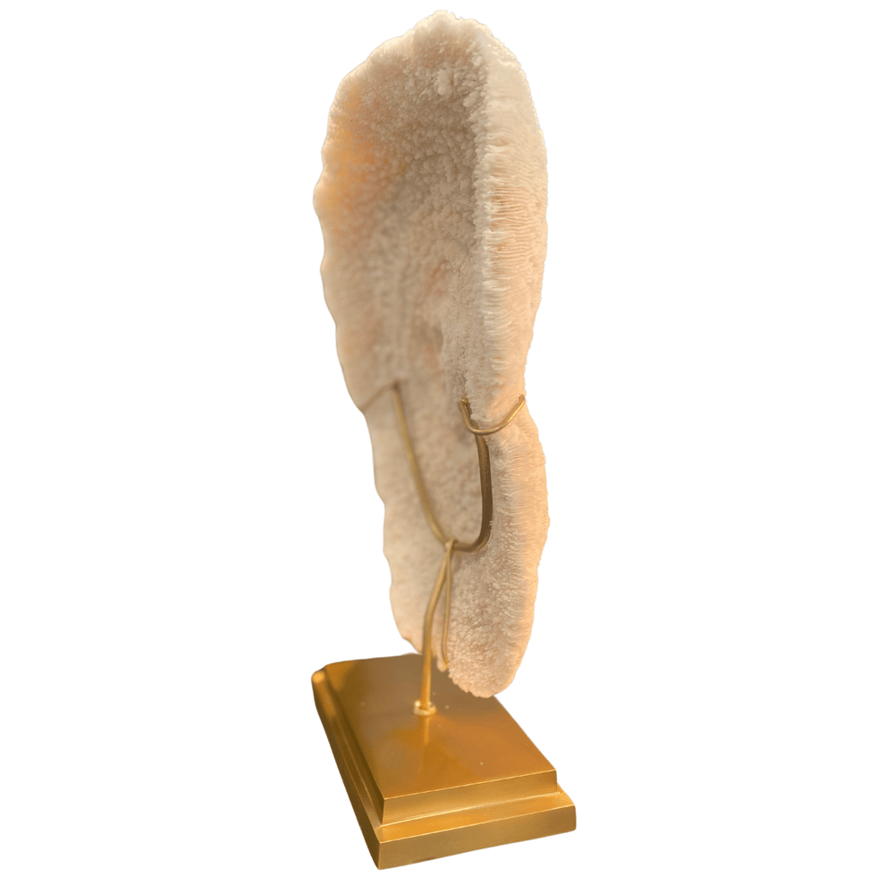 White Coral Halomitra Pileus - Sutherland Interiors