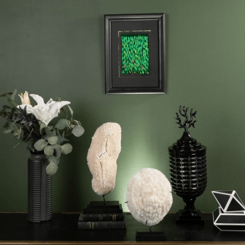 White Coral Halomitra Pileus Black Base - Sutherland Interiors