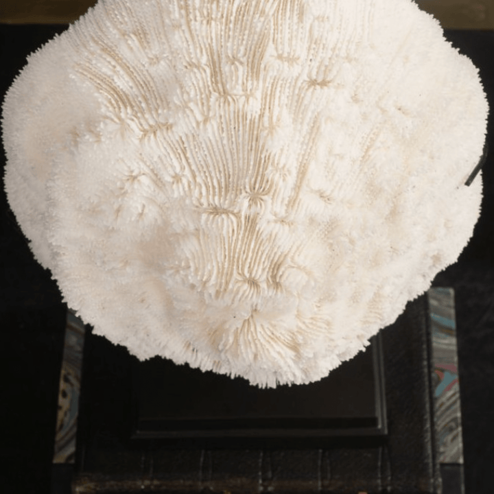 White Coral Halomitra Pileus Black Base - Sutherland Interiors