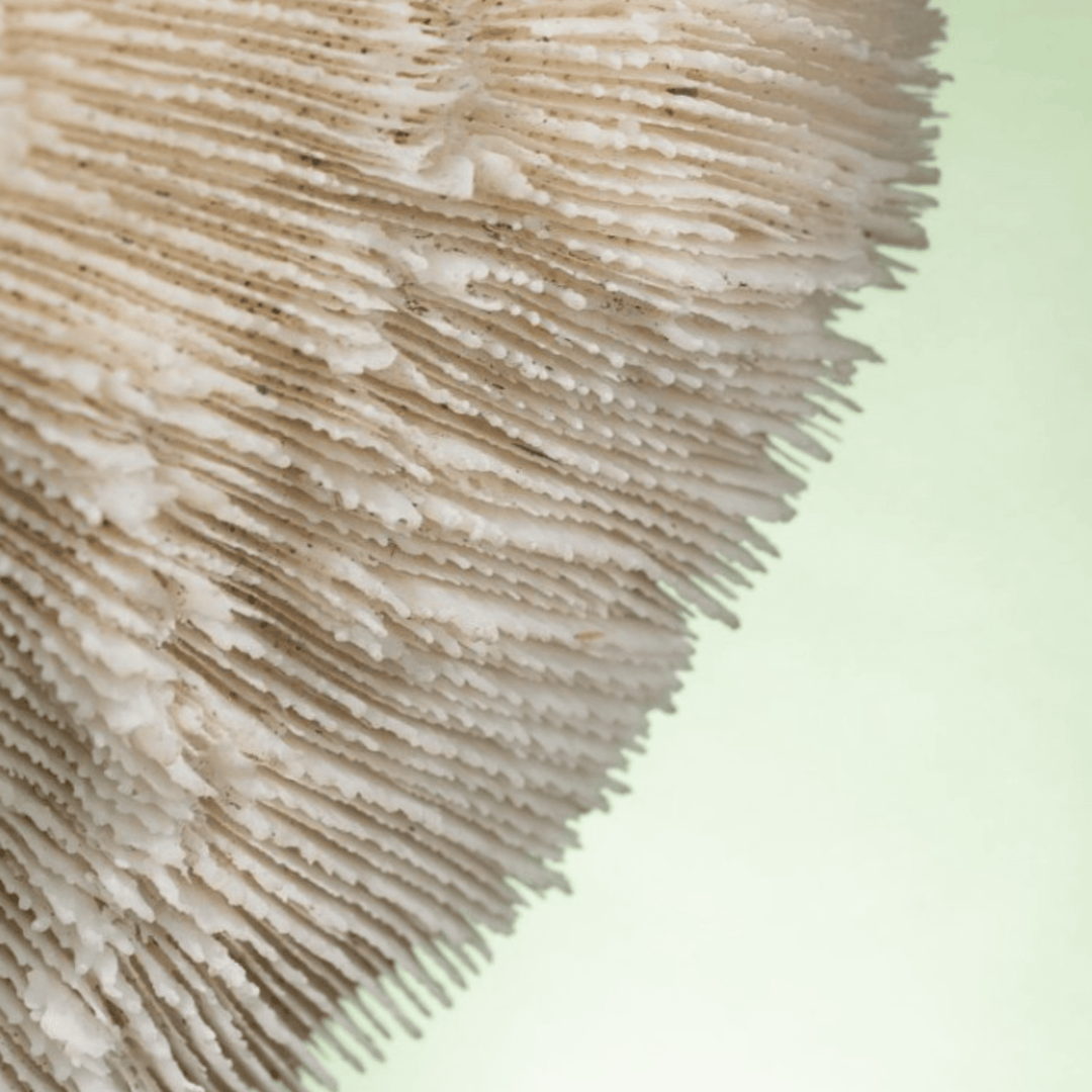 White Coral Halomitra Pileus Black Base - Sutherland Interiors