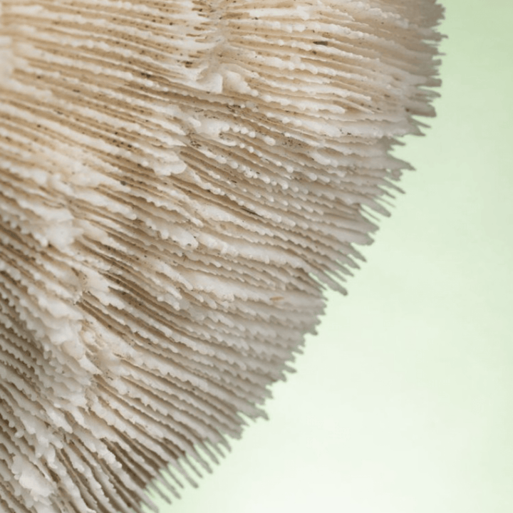 White Coral Halomitra Pileus Black Base - Sutherland Interiors