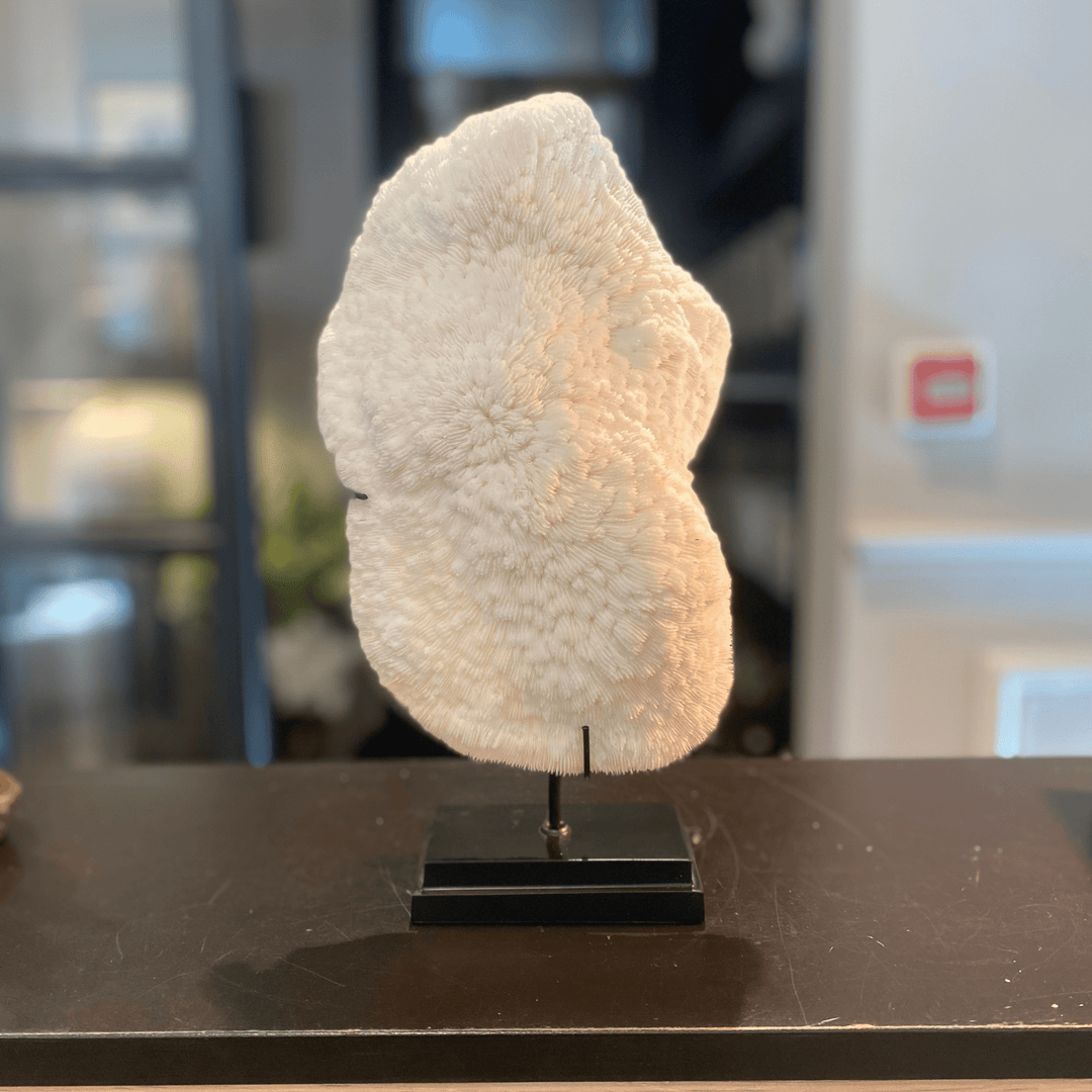 White Coral Halomitra Pileus Black Base - Sutherland Interiors