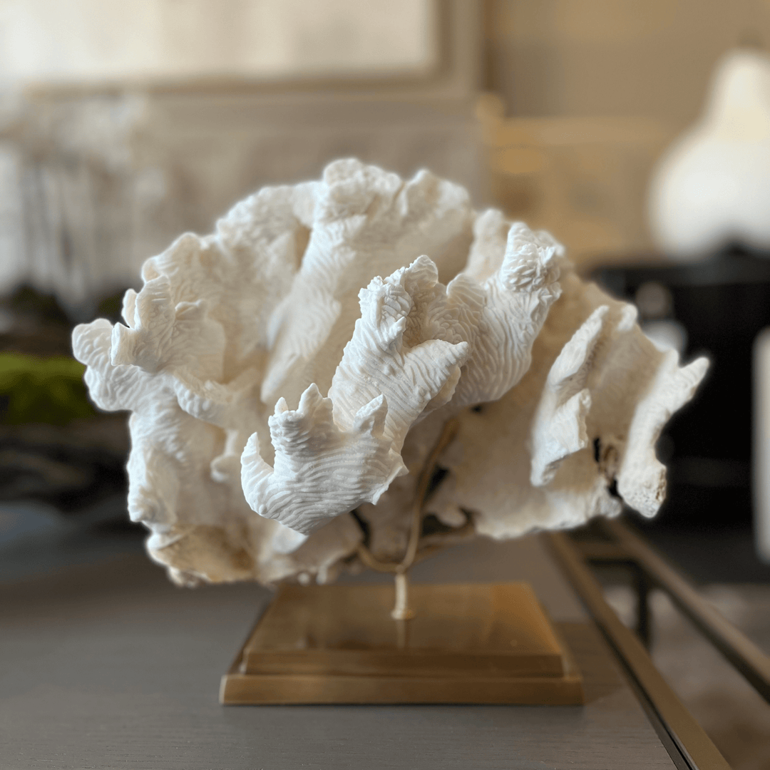 White coral PACHYSERIS RUGOSA Gold Base - Sutherland Interiors