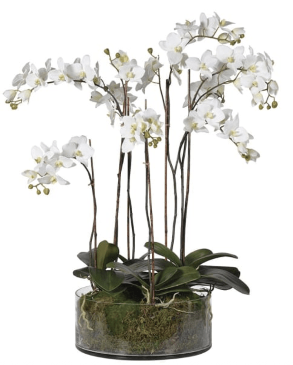 White Orchid Pretty Phalaenopsis - Sutherland Interiors