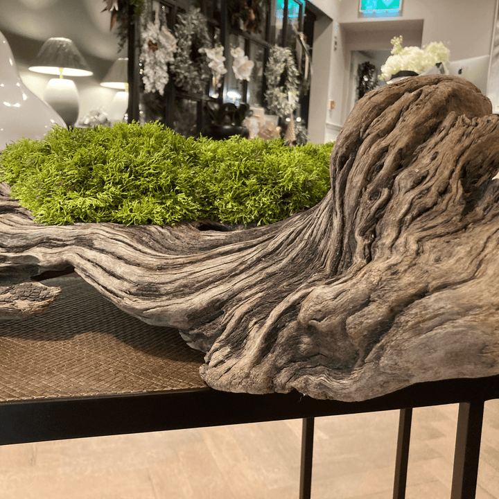 Wide Driftwood piece filled with curly moss - Sutherland Interiors