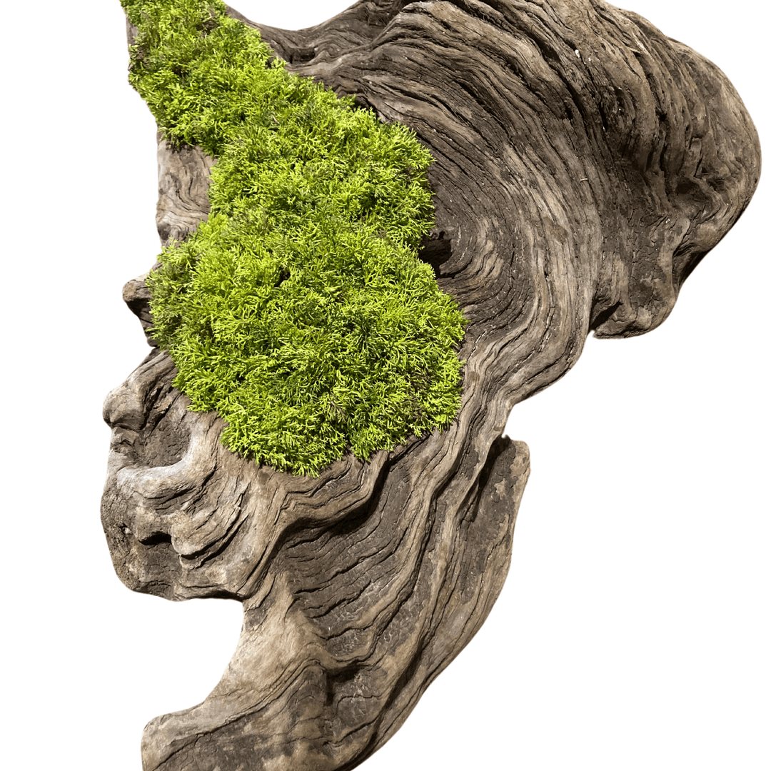 Wide Driftwood piece filled with curly moss - Sutherland Interiors