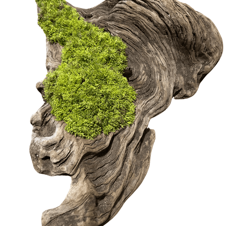 Wide Driftwood piece filled with curly moss - Sutherland Interiors