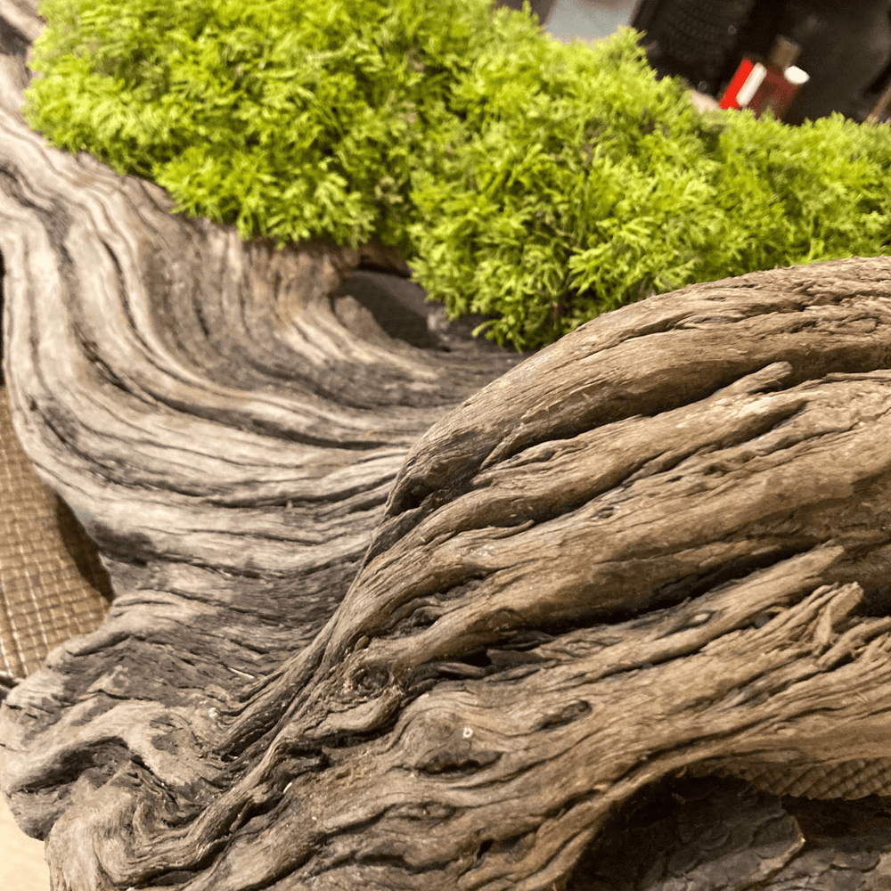 Wide Driftwood piece filled with curly moss - Sutherland Interiors