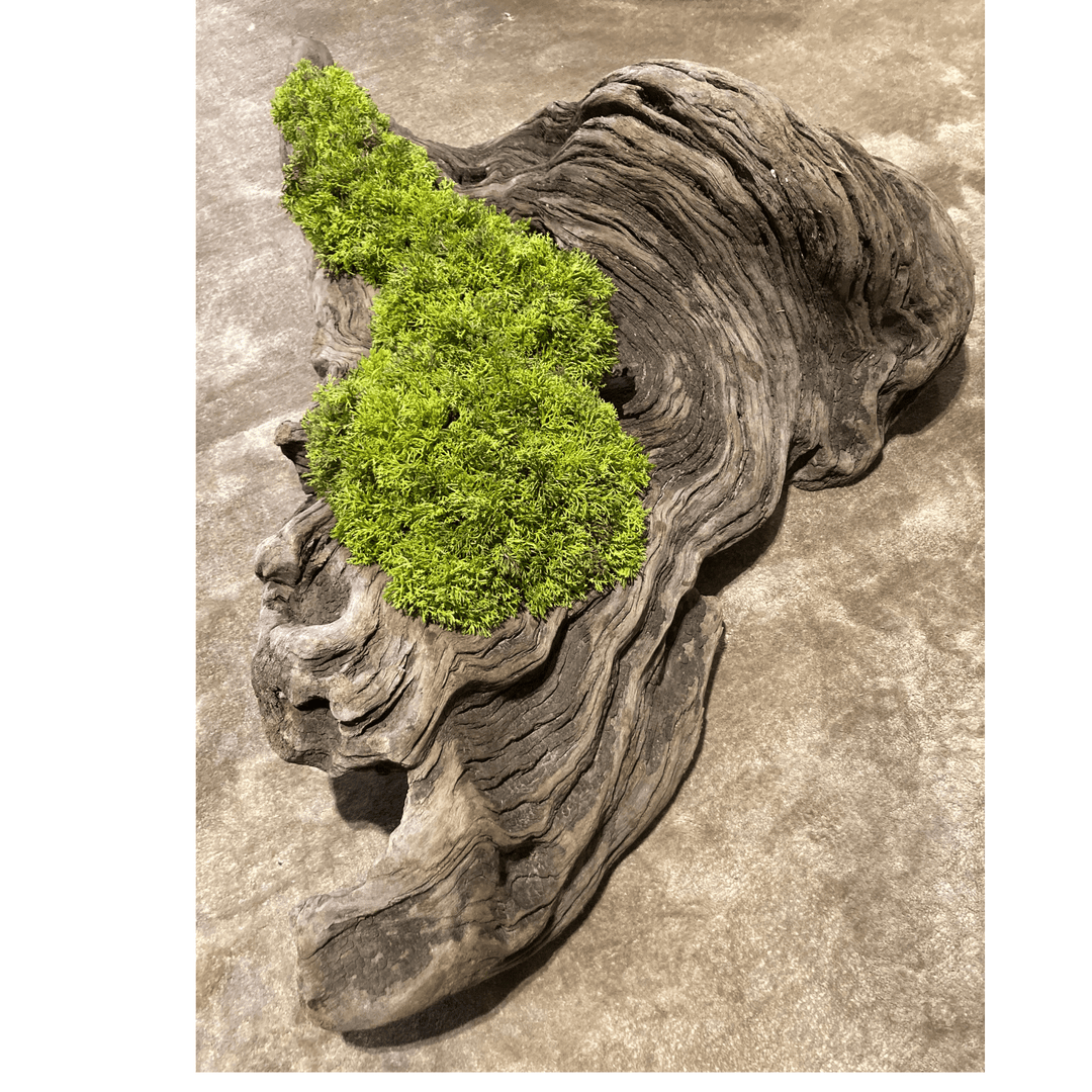 Wide Driftwood piece filled with curly moss - Sutherland Interiors