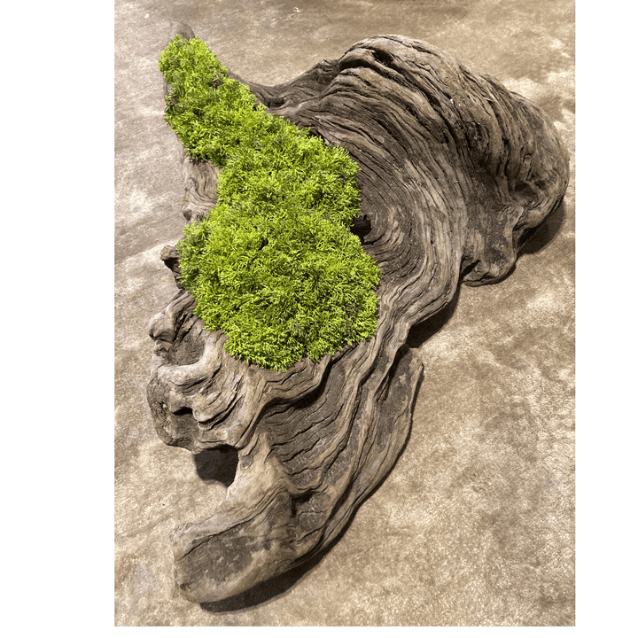 Wide Driftwood piece filled with curly moss - Sutherland Interiors