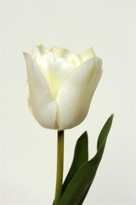 Cream Tulip - 25CM