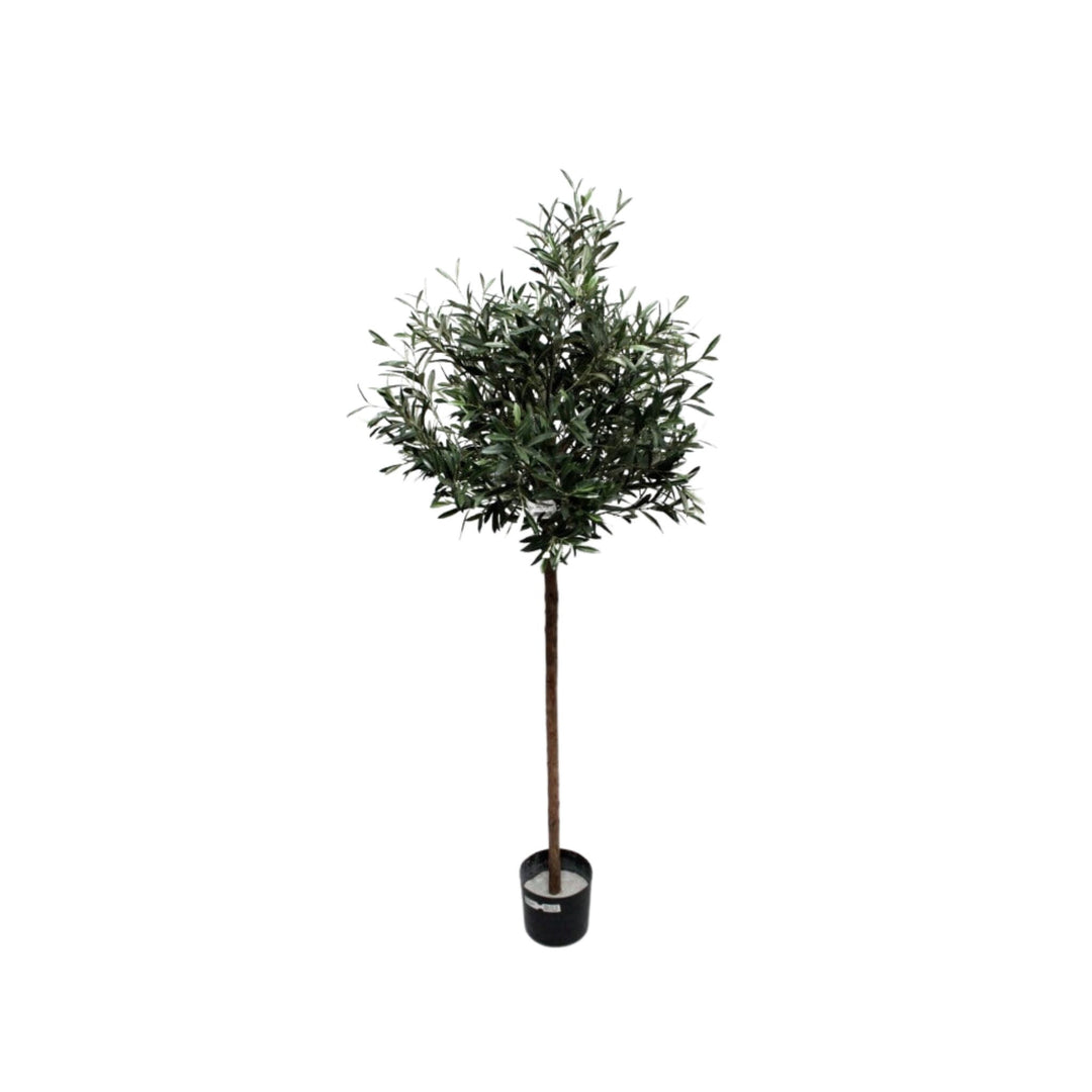 Olive Tree 1.8m