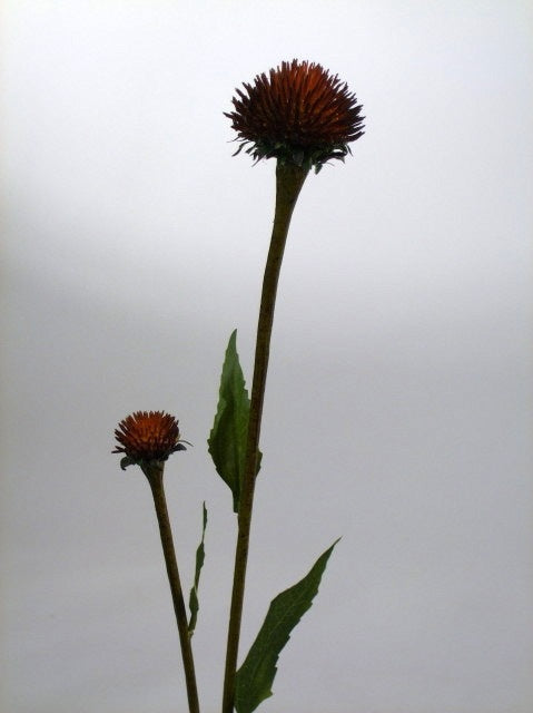 Echinacea Brown/Yellow