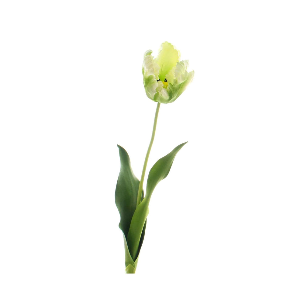 Green Parrot Tulip