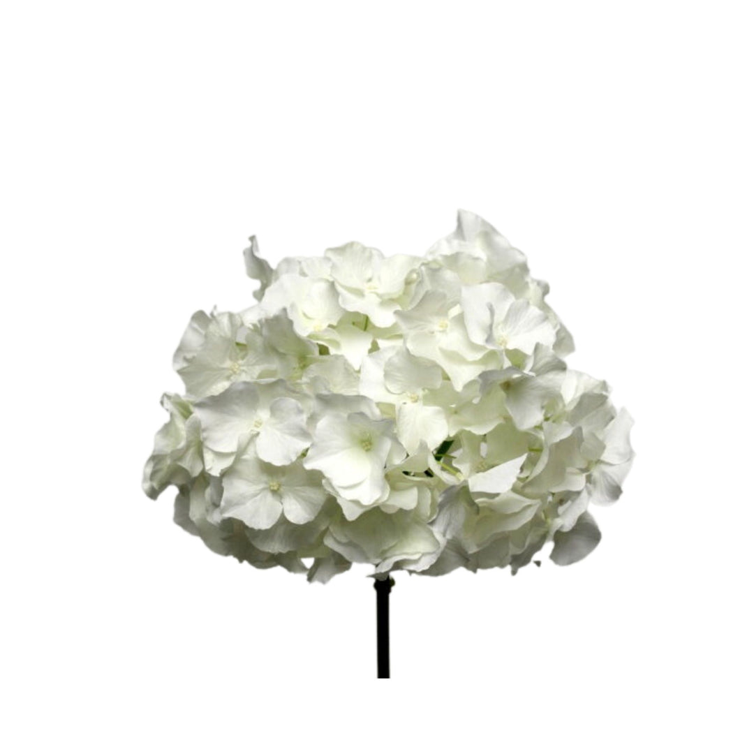Hydrangea White - 46cm