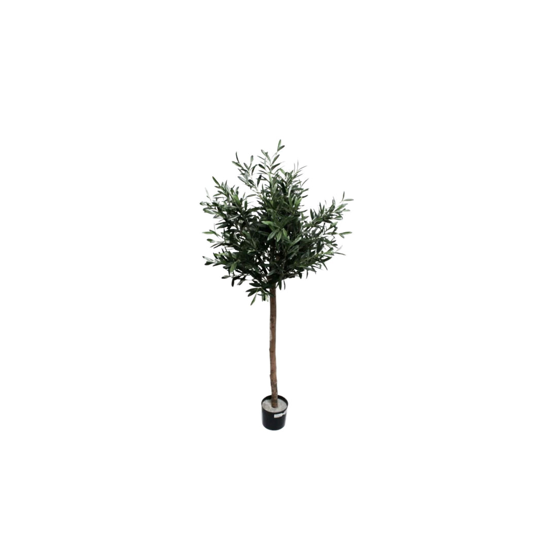 Olive Tree 1.60m