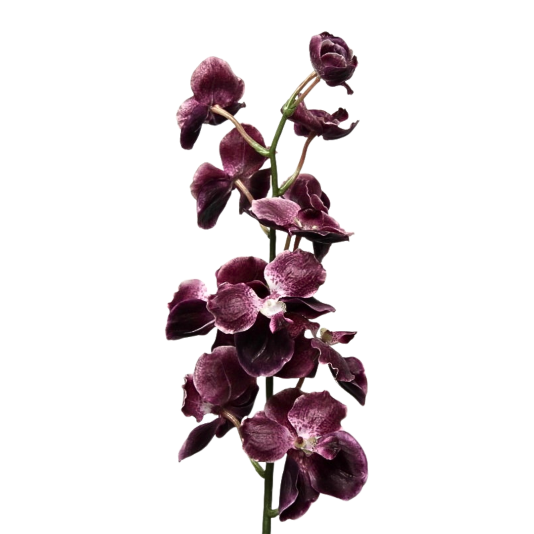 Vanda Orchid Burgundy