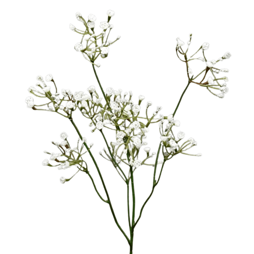 Baby Breath - Sutherland Interiors