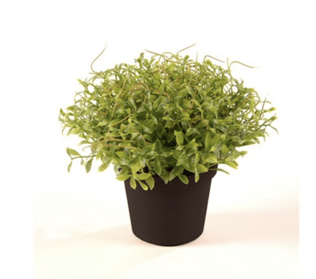 Cress 13cm Green in Plastic Pot 9cm - Sutherland Interiors