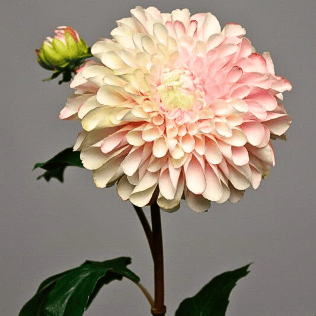 Pink Dahlia - Sutherland Interiors