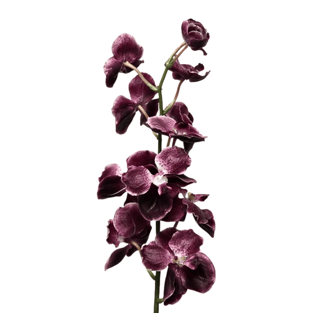 Vanda Orchid Burgundy - Sutherland Interiors