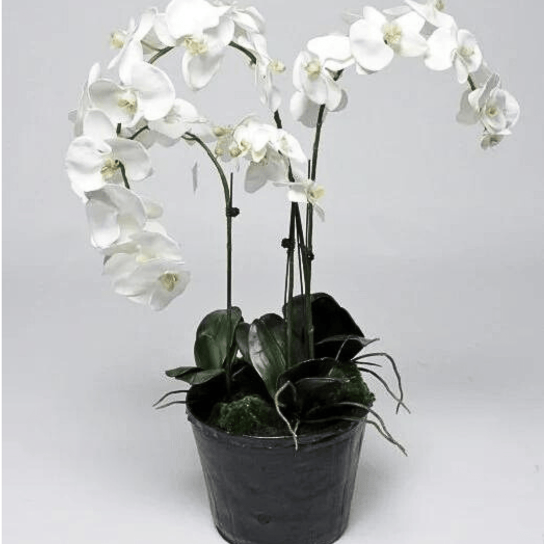 White Orchid Plant - Sutherland Interiors